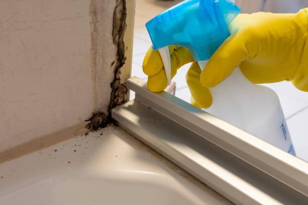Best Kitchen Mold Remediation in Princeton Junction, NJ
