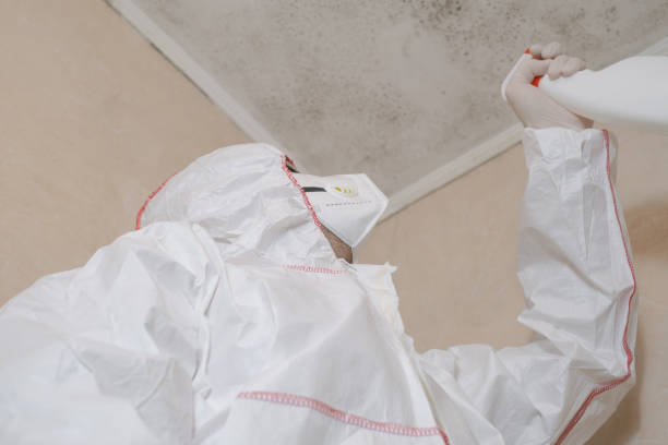 Best DIY Mold Remediation Support Services in Princeton Junction, NJ